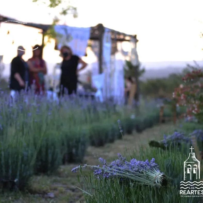 lavanda en los reartes