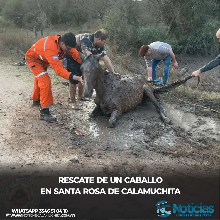 rescate caballo