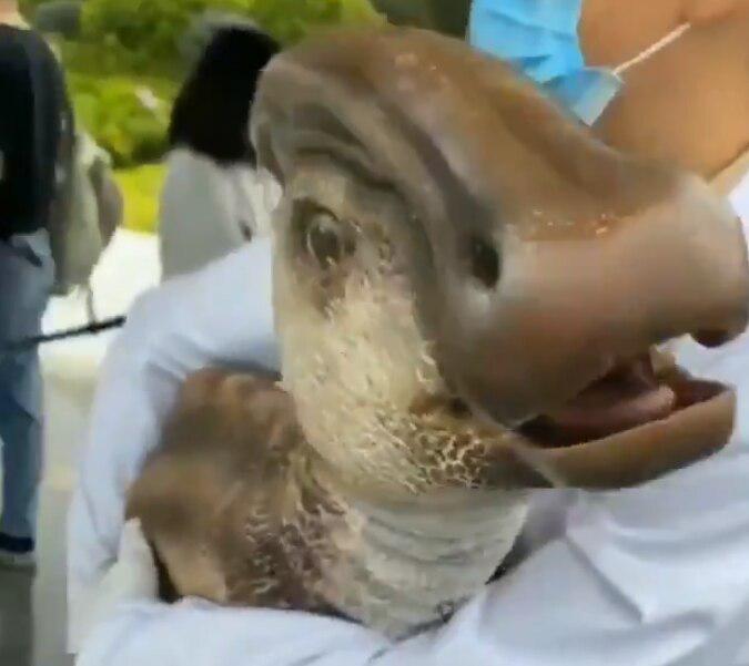 Clonaron dinosaurio 2